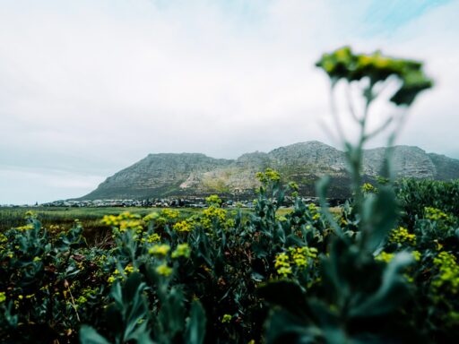 imagem contemplativa