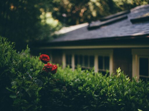 flores na vizinhança