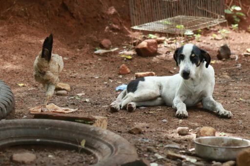 cão deitado no chão ao lado de uma galinha
