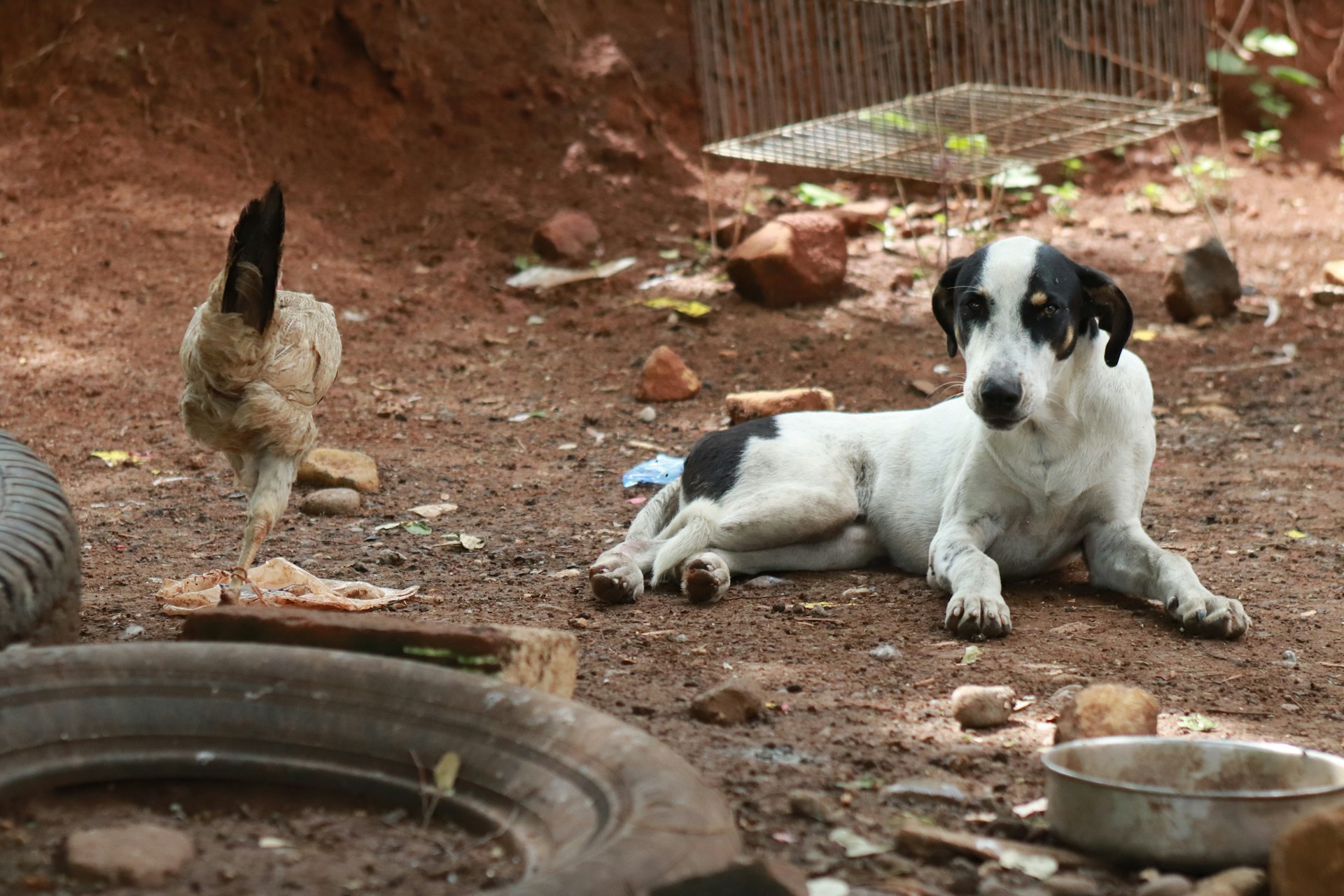cão deitado no chão ao lado de uma galinha