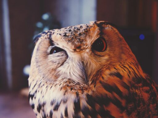 coruja curiosa